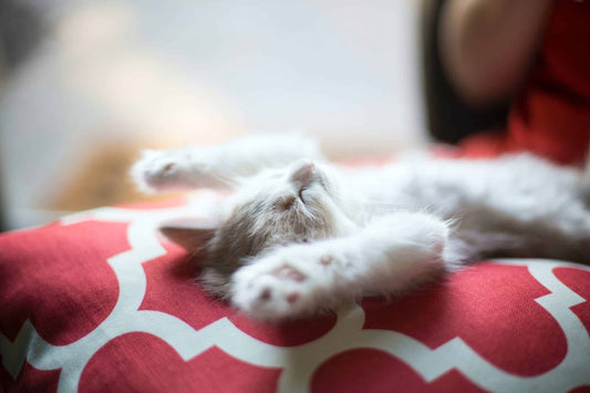 cat sleeping on its back