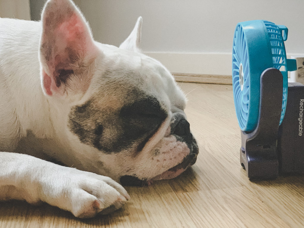 french bulldog lying on floor in front of small fan
