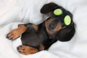 young dacshound pup lying on a pillow half covered by a blanket with cucumber slices over his eyes