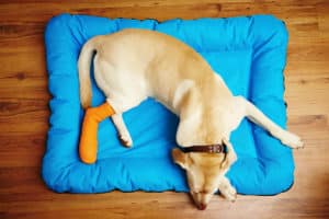 dog with cast on a blue dog bed