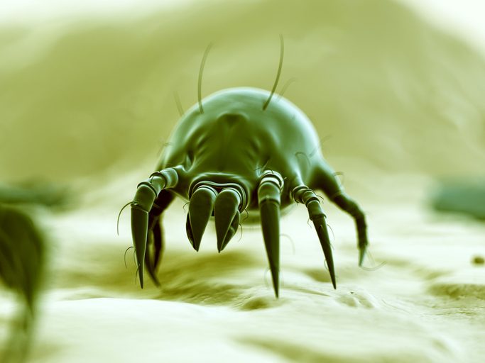 Typical Dust Mite
