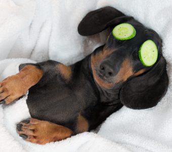 young dacshound pup lying on a pillow half covered by a blanket with cucumber slices over his eyes