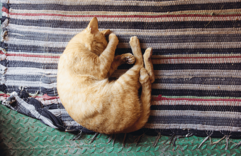 image of a cat napping on striped blanket