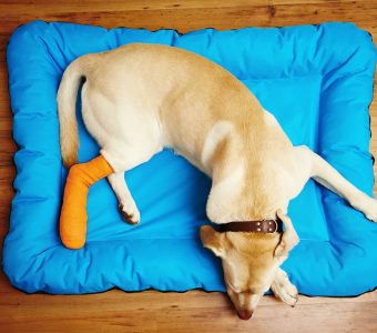 dog with cast on a blue dog bed